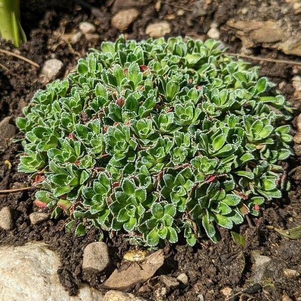 Saxifraga paniculata Habitus