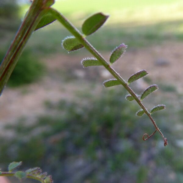 Vicia hybrida Leaf