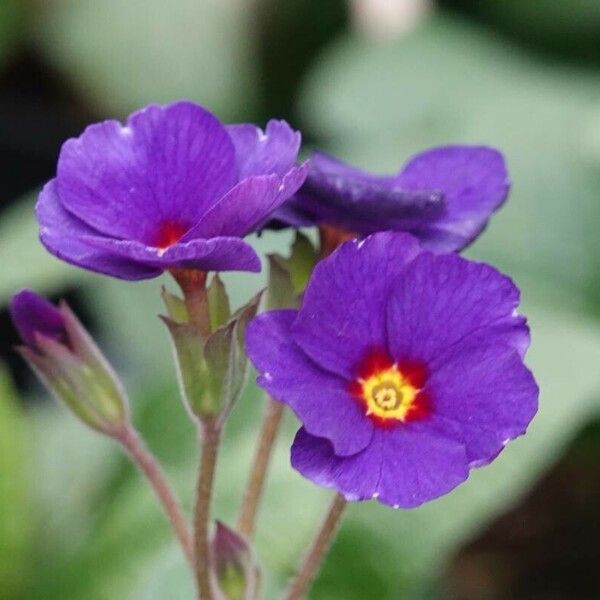 Primula × polyantha Õis