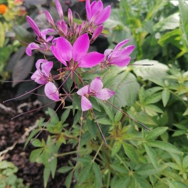 Cleome houtteana Blomst