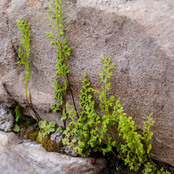 Anogramma leptophylla Habit