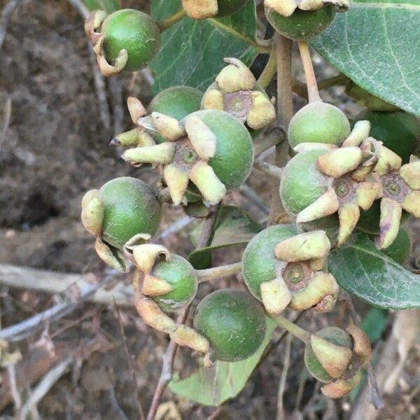 Psidium guineense फल