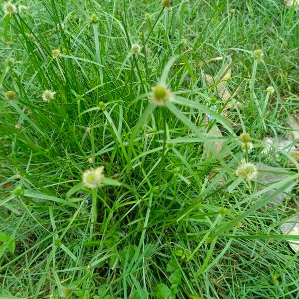 Cyperus brevifolius Blad