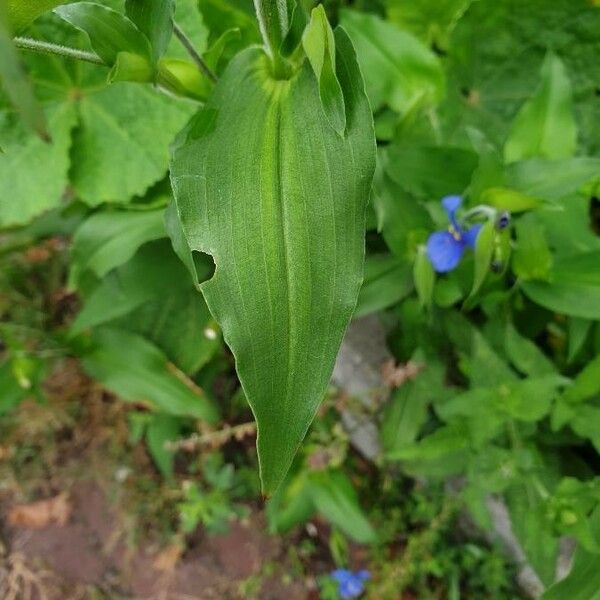 Commelina coelestis पत्ता