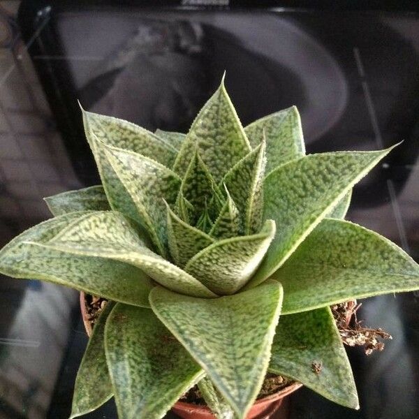 Aristaloe aristata cv. 'Cosmo' Leht