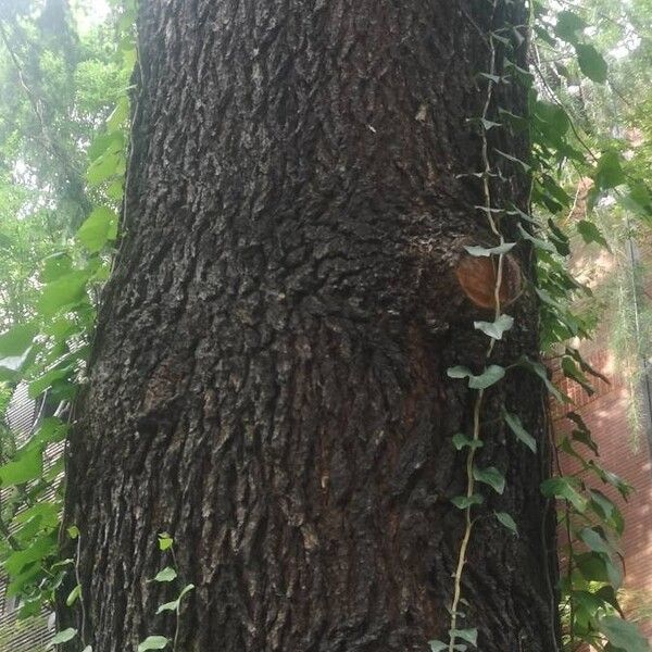 Cedrus deodara Bark