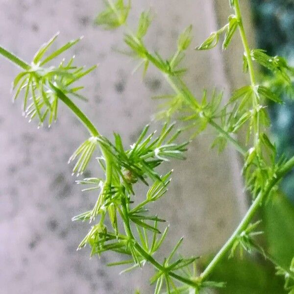 Asparagus acutifolius Leaf