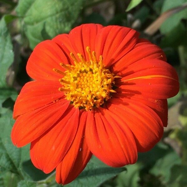 Tithonia rotundifolia Квітка