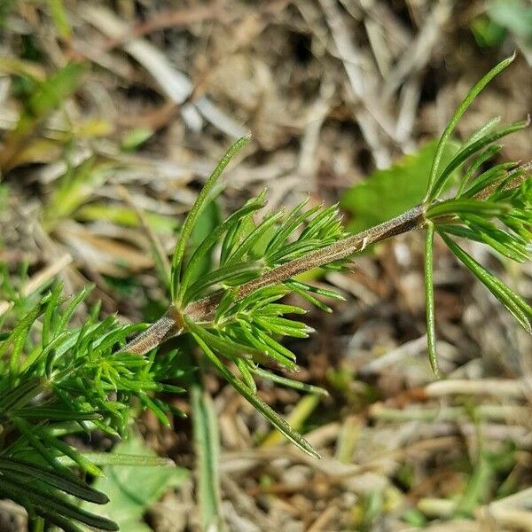 Galium verum Blatt