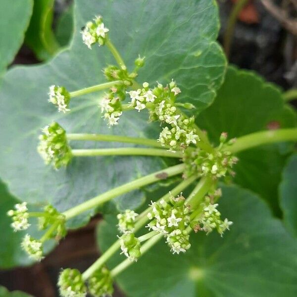 Hydrocotyle bonariensis Žiedas