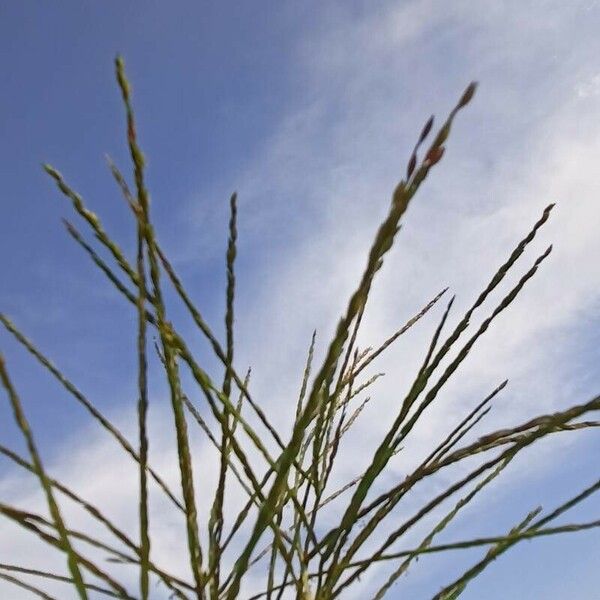 Digitaria sanguinalis Kwiat