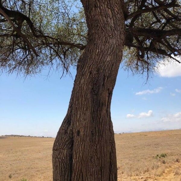 Balanites aegyptiaca Кора