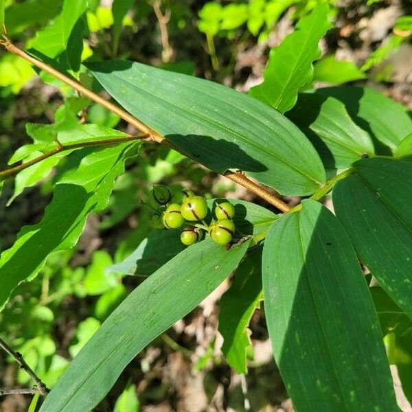 Maianthemum stellatum برگ