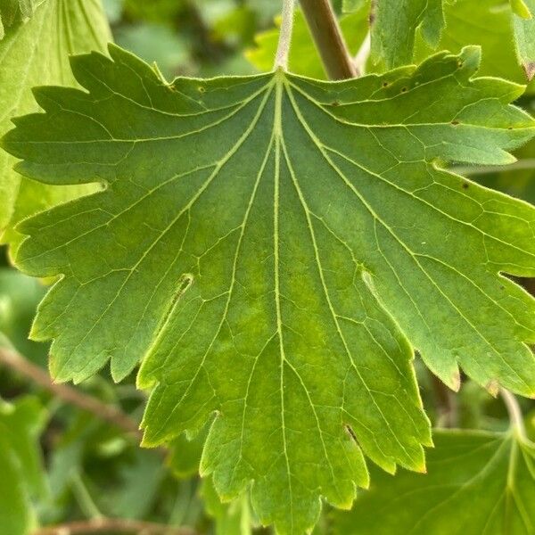 Ribes aureum Foglia