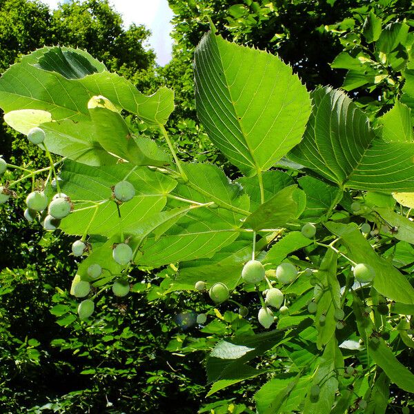 Tilia americana Fruit