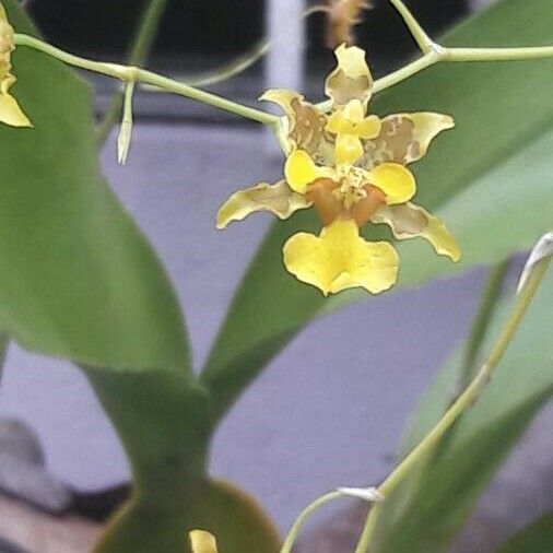 Oncidium baueri Flor