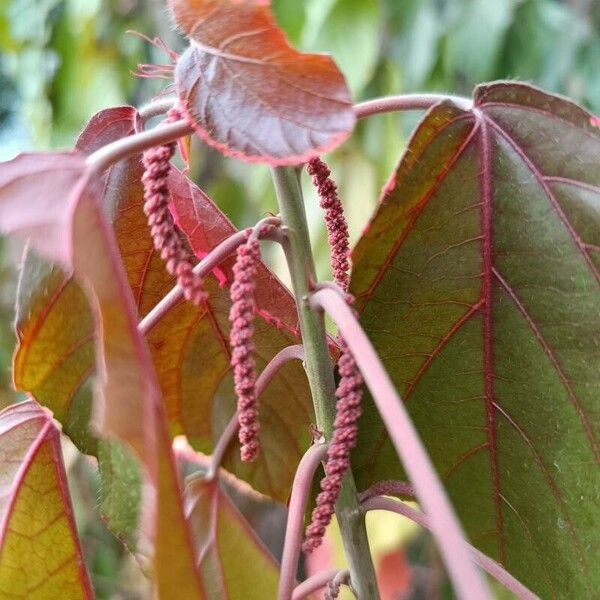 Acalypha wilkesiana Flor