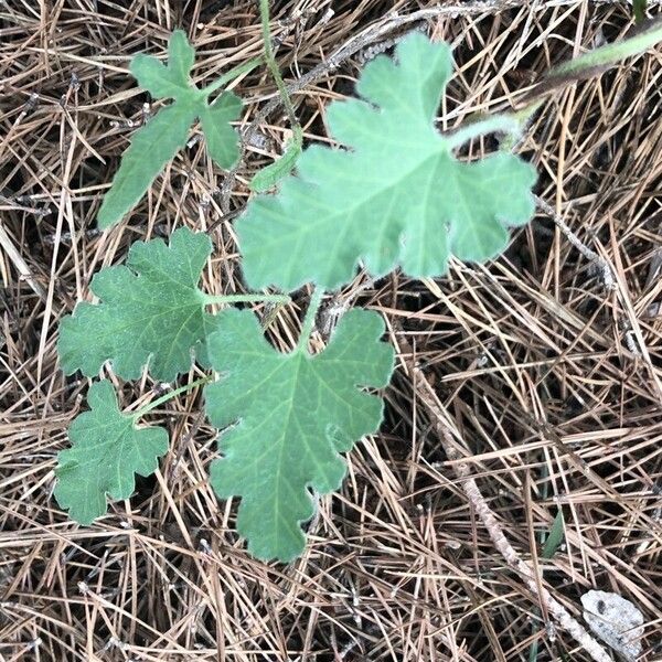 Convolvulus althaeoides Лист