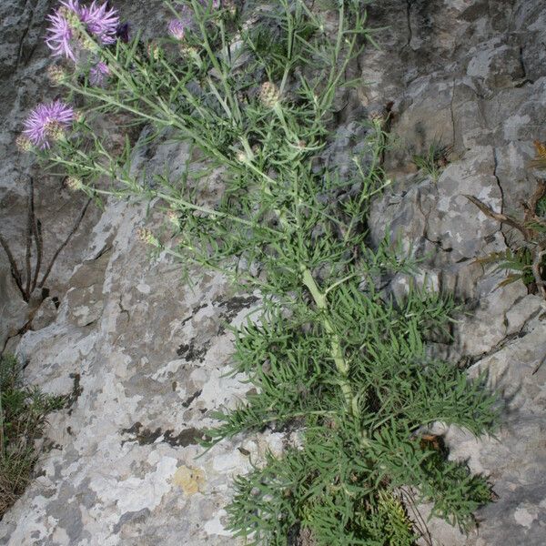 Centaurea corymbosa autre