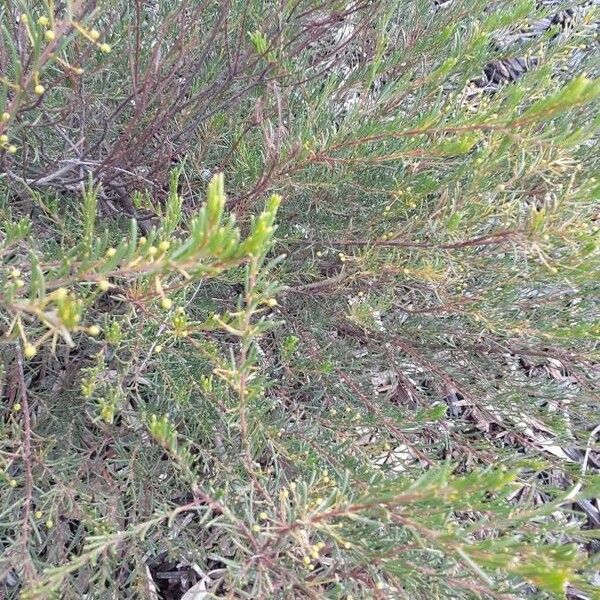 Acacia binata পাতা