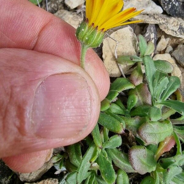 Calendula suffruticosa ফুল