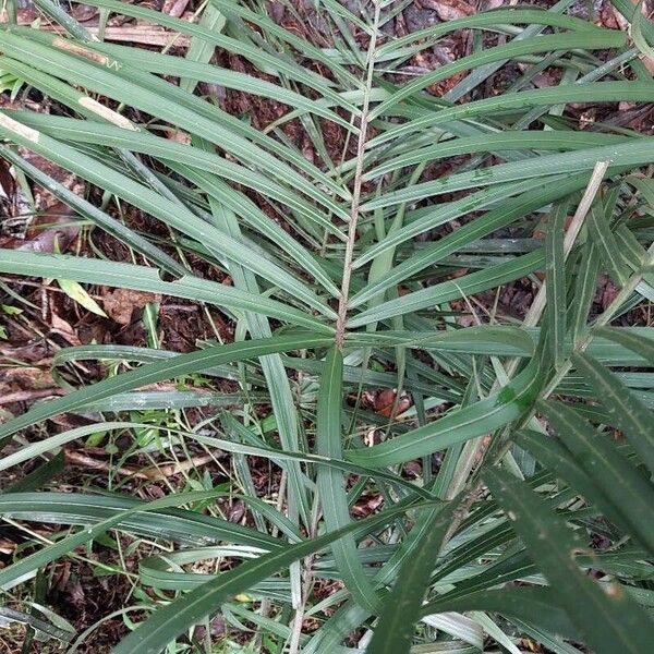 Dypsis nodifera Folla