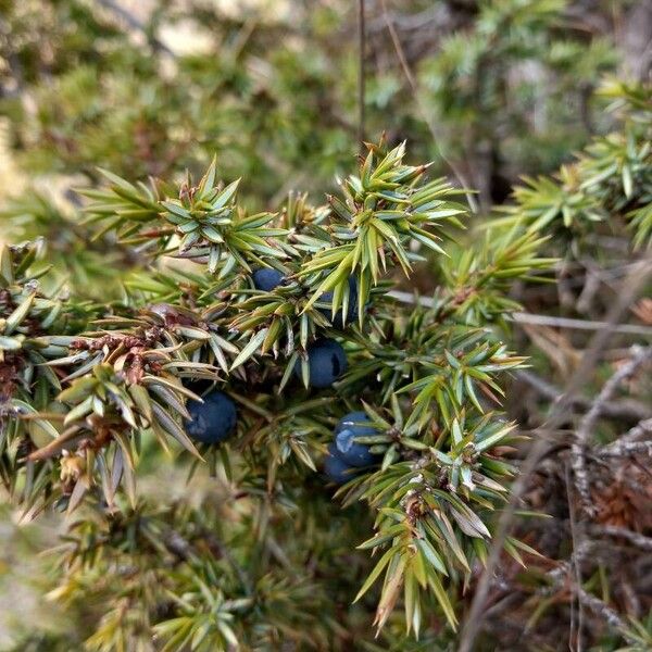 Juniperus communis Fruto