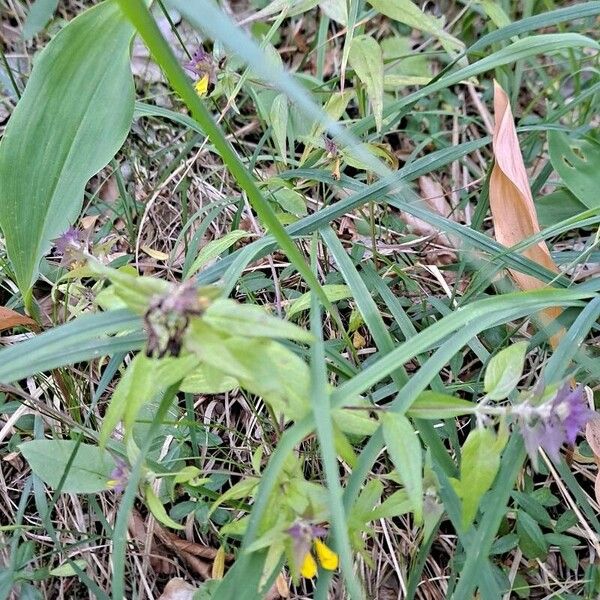 Melampyrum subalpinum 形態