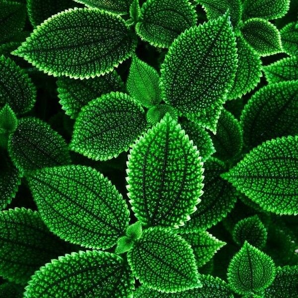 Pilea mollis ᱥᱟᱠᱟᱢ