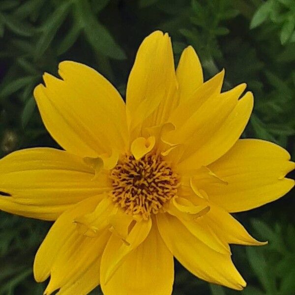 Bidens ferulifolia Flower