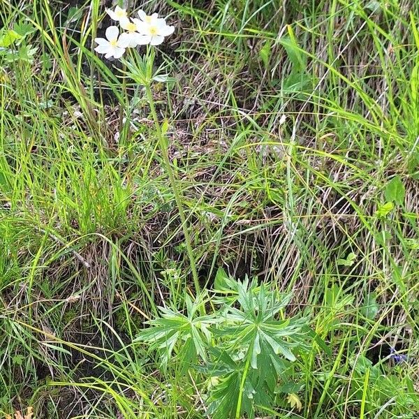 Anemonastrum narcissiflorum Pokrój