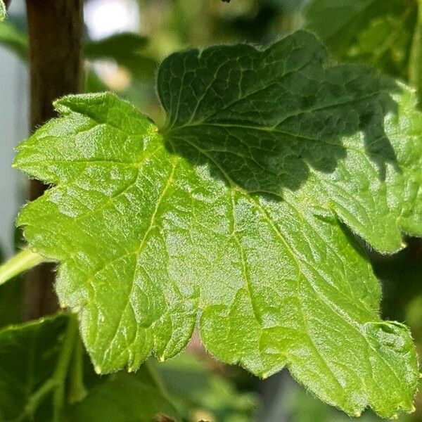 Ribes uva-crispa Leaf