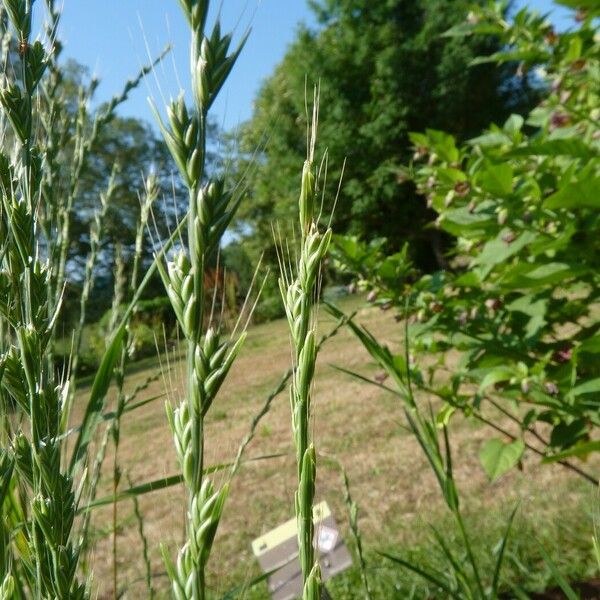 Lolium temulentum Плід