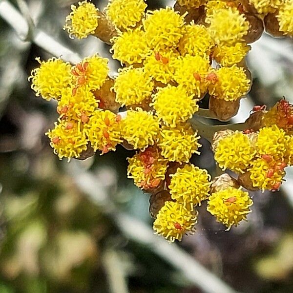 Helichrysum italicum Кветка