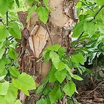 Betula nigra Bark