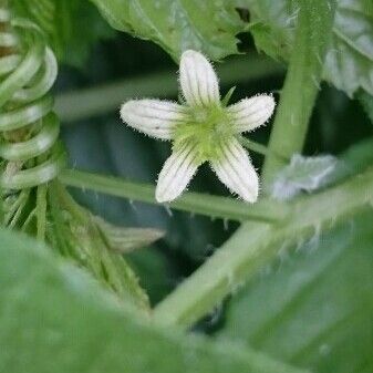 Bryonia alba Blomma