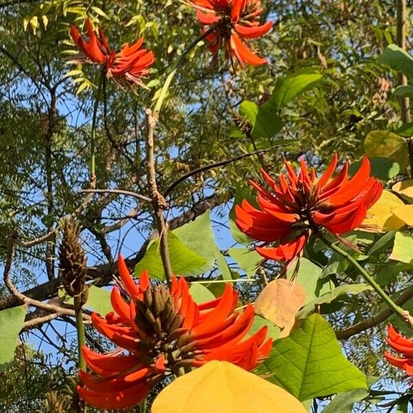 Erythrina variegata Flower