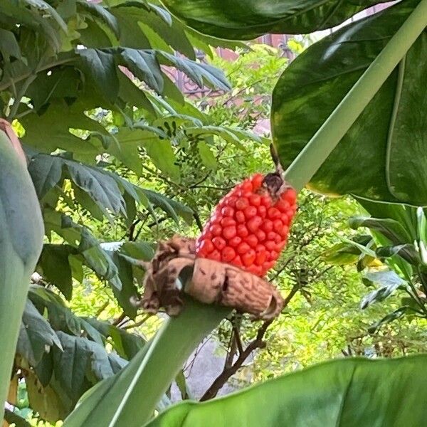 Colocasia esculenta Fruit