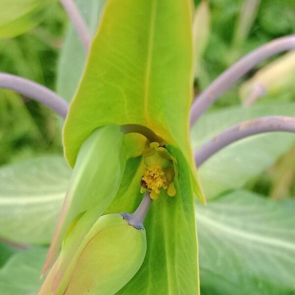 Euphorbia lathyris Lorea