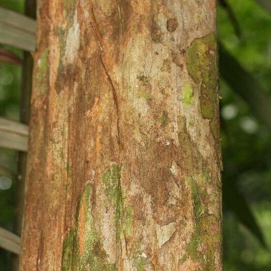 Posoqueria latifolia बार्क (छाल)