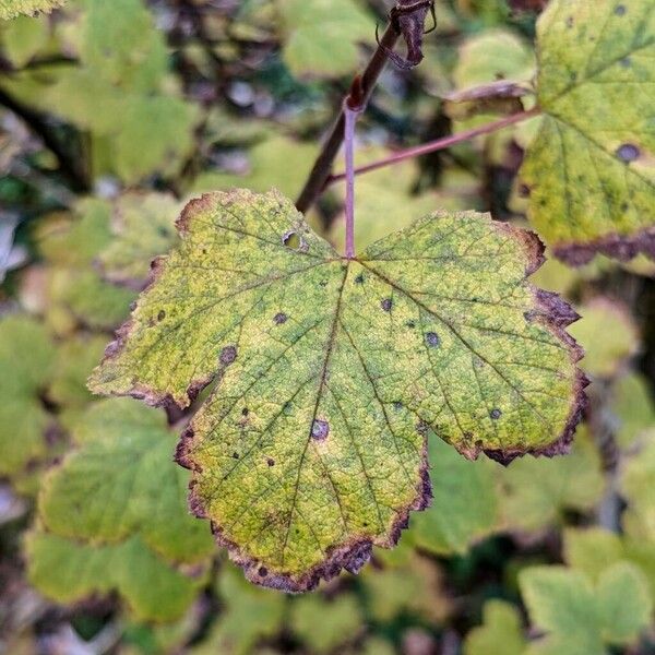 Ribes sanguineum Ліст