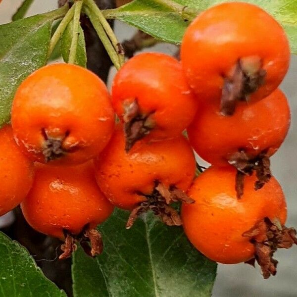 Pyracantha coccinea Fruto