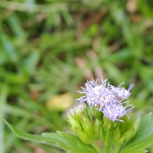 Ageratum conyzoides Lorea