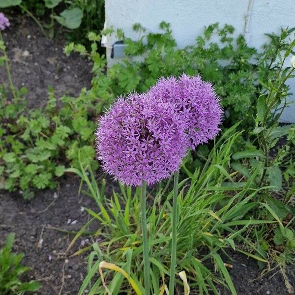 Allium giganteum 花