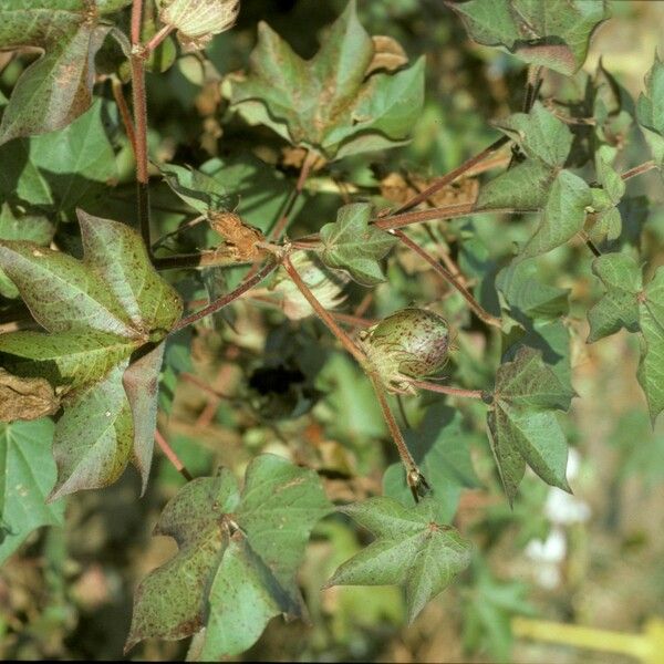 Gossypium herbaceum Fruit