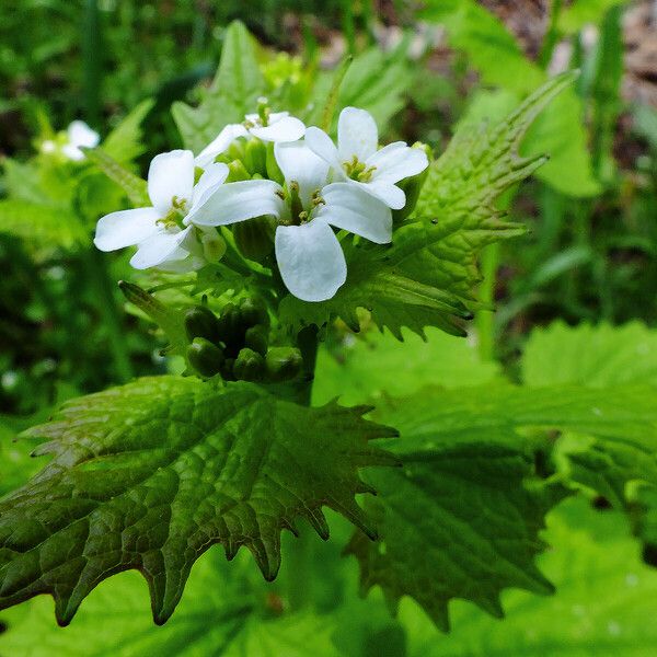 Alliaria petiolata Flor