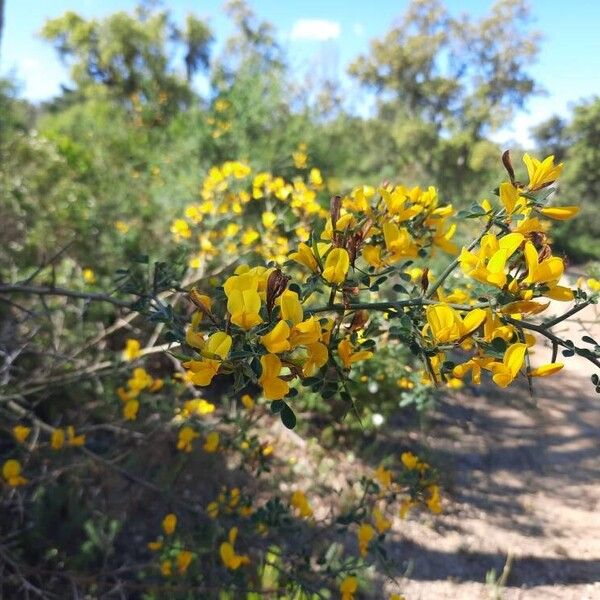 Cytisus spinosus Õis