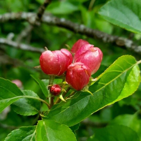 Malus sylvestris Altro