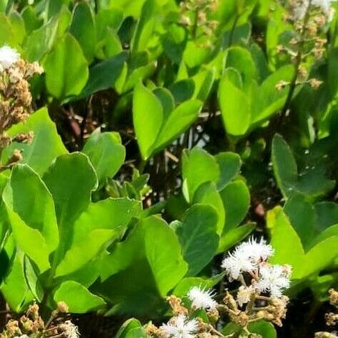 Menyanthes trifoliata Hostoa