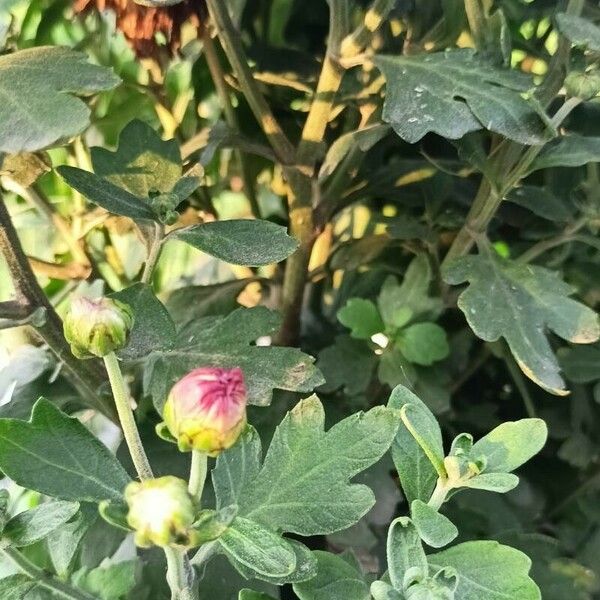 Chrysanthemum × morifolium Blad